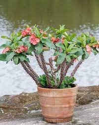 Crown Of Thorns Plant Growing Guide Euphorbia Milii Care Crown Of Thorns Plant Plants Crown Of Thorns