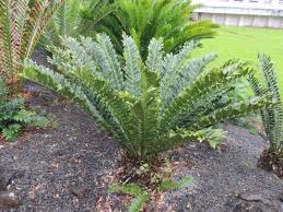 Image result for Ficalhoa