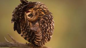 Wallpaper National Geographic 4k Hd Wallpaper Owl Funny Os 149 Te contamos qué ha sido lo más importante que ha ocurrido en el mundo cada semana desde los ojos de national geographic. wallpaper national geographic 4k hd