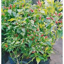 Within a week, the seeds started germinating. Sili Plant Tree Outdoor Shopee Philippines