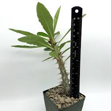 Image result for Euphorbia pfeilii