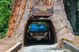 It looks like that trip could take about 12.5 hours. California Redwood Forests A Guide To The Tallest Trees On Earth