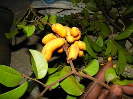 Image result for Uvaria welwitschii