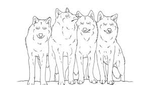 Coloring pages are fun for children of all ages and are a great educational tool that helps children develop fine motor skills, creativity and color recognition! Easy Drawings Of Wolves Pup Shefalitayal