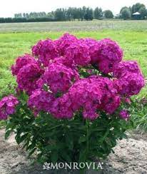 Pin On Favorite Flower