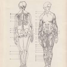 Vintage Anatomy Print Human Anatomy Chart Book