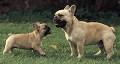 AKC French Bulldogs - Adults For Sale