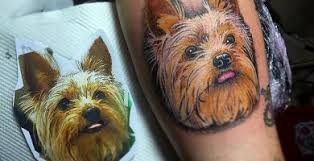 By alice white 4 months ago. Yorkie Archivos Page 6 Of 7 Sonderlives