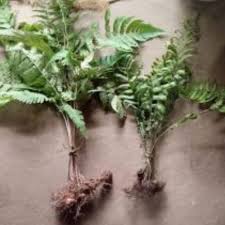 Hatha Jodi Plant À¤¹à¤¤ À¤¥ À¤ À¤¡ The Natural Plants But the truth is this: hatha jodi plant à¤¹à¤¤ à¤¥ à¤ à¤¡