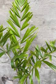 Image result for Wodyetia bifurcata