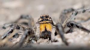 Da zugleich ihr gift für menschen gefährlich werden kann, wurde sie in die top 10 der gefährlichsten giftspinnen aufgenommen. Grosse Spinnen In Osterreich Sudrussische Tarantel Breitet Sich Aus