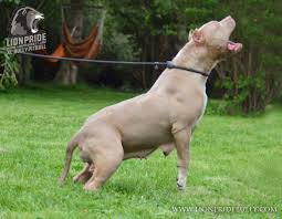 Black American Pit Bull Terrier Puppies Syndra Chiot Puppy Puppies American Bully Giant Xl Xxl Bully Pitbull A Vendre For Sale France Belgique Kennel Elevage Li Pitbull Terrier Pitbulls Bully Pitbull