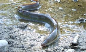 La civelle (mot venant du latin cæcus signifiant « aveugle ») est le nom donné aux alevins d'anguilles (anguilles argentées), des petits poissons très prisés sur toute la côte ouest atlantique jusqu'au sud du maroc (anguillas) vivant quelques mois en eau saumâtre (estuaires) où ils. Anguille Federation De Peche De L Allier