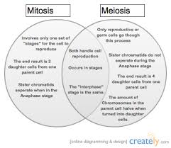 Essentially, a cell (the mother meiosis, on the other hands, is a special type of cell division necessary for sexual reproduction in eukaryotes. This Venn Diagram Was Made With Creately Diagramming And Collaboration Software Creately Helps You Draw Be Biology Lessons Biology Classroom Teaching Biology