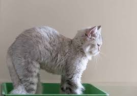 If your cat has a problem with shedding, matting, or hot weather then you may want to consider giving your cat the lion cut. Can You Shave A Cat The Complete Guide All About Cats