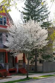 Image result for Amelanchier laevis