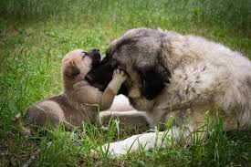 Dogs do not hear words, but tend to recognise sounds. 150 Female Dog Names Fun Fierce Fabulous Girl Dog Ideas Pet Keen