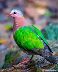 Birds That Start With Bu Pin On Exotic Birds