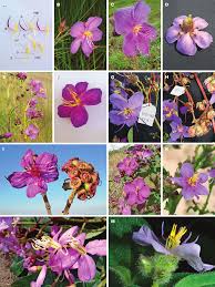 Image result for Melastomastrum segregatum