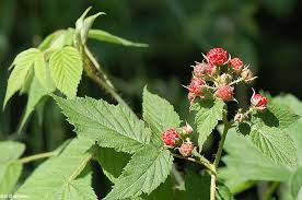 Read our quick guide and avoid the more common mistakes. Black Raspberry Rubus Occidentalis L