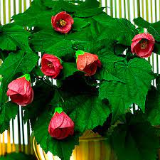 The flame amur has it all: Flowering Maple Indoors Abutilon Hybrid My Garden Life