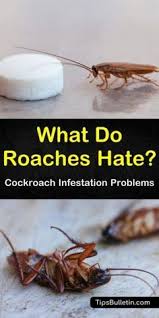 12 critical steps to prepare for cockroach control service. Pin On Roach Infestation