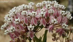 Narrow Leaf Milkweed Milkweed Asclepias English Garden