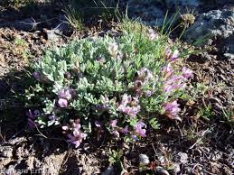 Image result for Astragalus atropilosulus