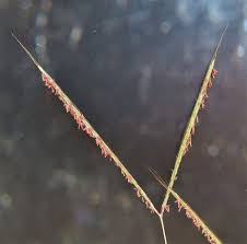 Image result for Andropogon canaliculatus