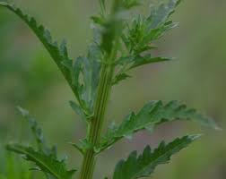 Image result for Dysphania