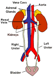 Rat Urogenital System Renal Arteries And Veins Kidney