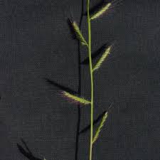 Image result for Poecilostachys oplismenoides