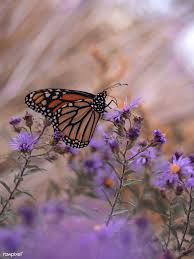 Since it's currently spring time when writing this, you may be wondering please note that many of the flowers mentioned may also attract hummingbirds, bees, and moths. Monarch Butterfly With Purple Aster Flowers Free Image By Rawpixel Com Aaron Burden Flower Background Images Monarch Butterfly Aster Flower