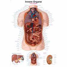 Leber hepar die leber (lateinisch iecur, griechisch ἧπαρ hepar) ist das zentrale organ des gesamten stoffwechsels und die größte drüse. Erler Zimmer Anatomische Lehrtafel Innere Organe 2 Grossen