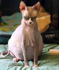 22 Schwangere Tiere Kurz Vor Der Niederkunft Cats Cute Cats Hairless Cat