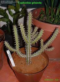 Image result for Euphorbia griseola