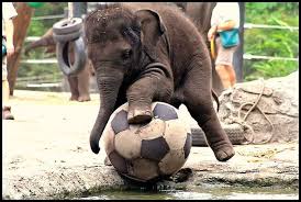 Elephant Baby Elephants Playing Cute Animals Baby Elephant
