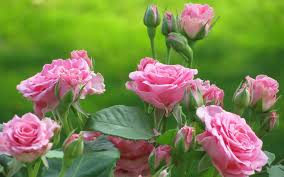 We did not find results for: Japanese Roses Wallpapers Top Free Japanese Roses Backgrounds Wallpaperaccess