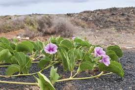What Is Beach Morning Glory Growing Beach Morning Glories In Gardens Australian Native Plants Healing Garden Garden Vines
