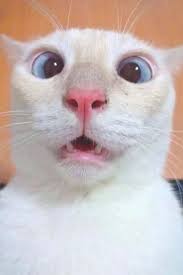 Not only possessing cute looks and soft fur, the most beautiful cats in this world also have extremely lovely, friendly, friendly characters that make people who love animals also have to enjoy. Top 10 Of The Most Beautiful Cat In The World Cute Cat Breeds Most Beautiful Cat Breeds Pretty Cats