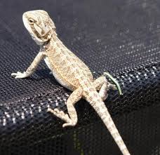 Male citrus bearded dragon baby, sex: Baby German Giant X Citrus Bearded Dragons For Sale