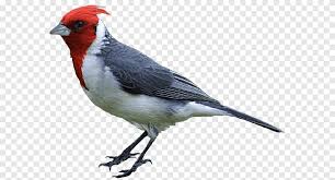When a cardinal appears, it's a sign from your angels of compassion, abundance, hope, creativity, and protection. Bird Drawing Northern Cardinal Cute Sparrow Animals Fauna Png Pngegg