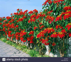 Euphorbia Horizontal Plant Tree Stock Photos Euphorbia