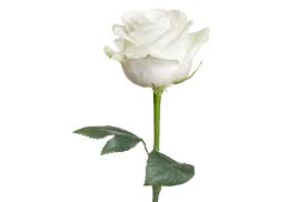 We did not find results for: White Roses At The 2018 Grammys Why Timesup Chose This Flower Billboard Billboard