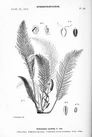 Image result for Anthericopsis