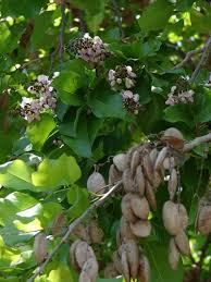 Image result for Millettia pinnata