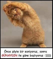 Gunaydin Sozleri Kisa Dosta Arkadasa Dini Http Www Canimanne Com Gunaydin Sozleri Kisadostaarkadasadini Html Gunaydin S Cute Kittens Hayvan Mizahi Hayvanlar
