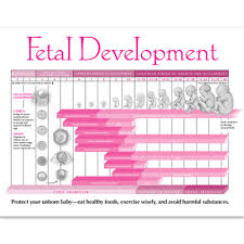 Growing A Baby Weekly Pregnancy Chart Childbirth Graphics