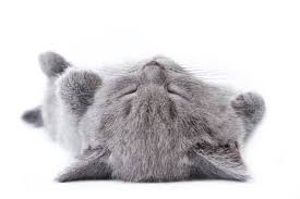 Other symptoms that can alert you to potential health problems in your cat are disoriented behavior, walking into walls. Is It Better To Sleep Flat On Your Back Savvy Rest