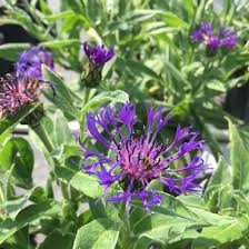 Image result for Centaurea praecox